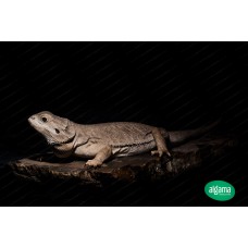 Pogona fase: Zero Het Hypo pos het witblits (Wero) 